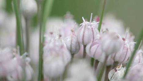 ARTE : Semences, les gardiens de la biodiversité | Paysage - Agriculture | Scoop.it