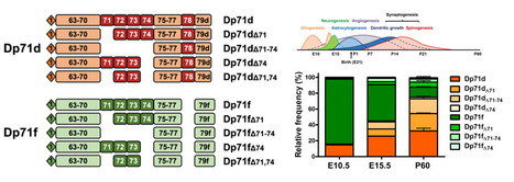 Les variants d’épissage de la dystrophine Dp71 sont différentiellement exprimés au cours du développement cérébral | Life Sciences Université Paris-Saclay | Scoop.it