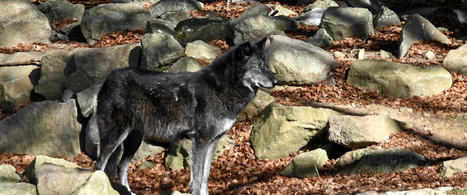 Lozère : la saison 2022 du parc du Gévaudan est lancée, les visiteurs peuvent à nouveau crier au loup | Cévennes Infos Tourisme | Scoop.it