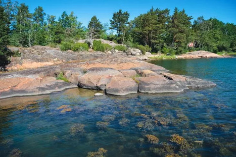 La mer Baltique, un laboratoire pour préserver les océans du réchauffement | Changement climatique & Biodiversité | Scoop.it