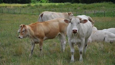 Perspectives sur les marchés mondiaux de la viande bovine selon l'Idele | Actualité Bétail | Scoop.it