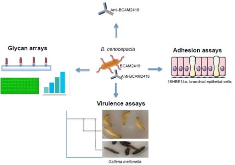 Burkholderia cenocepacia BCAM2418-induced Antibody Inhibits Bacterial Adhesion | iBB | Scoop.it