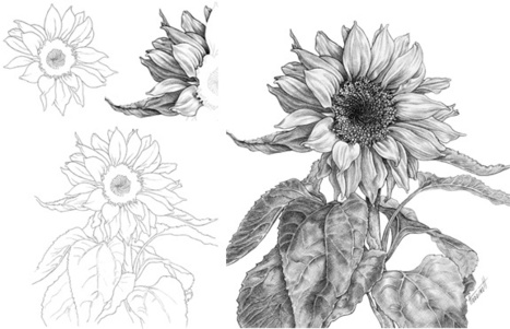 How to Draw a Sunflower | Drawing and Painting Tutorials | Scoop.it