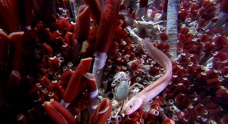 The deep sea is vast, unexplored, and incredibly important | OUR OCEANS NEED US | Scoop.it