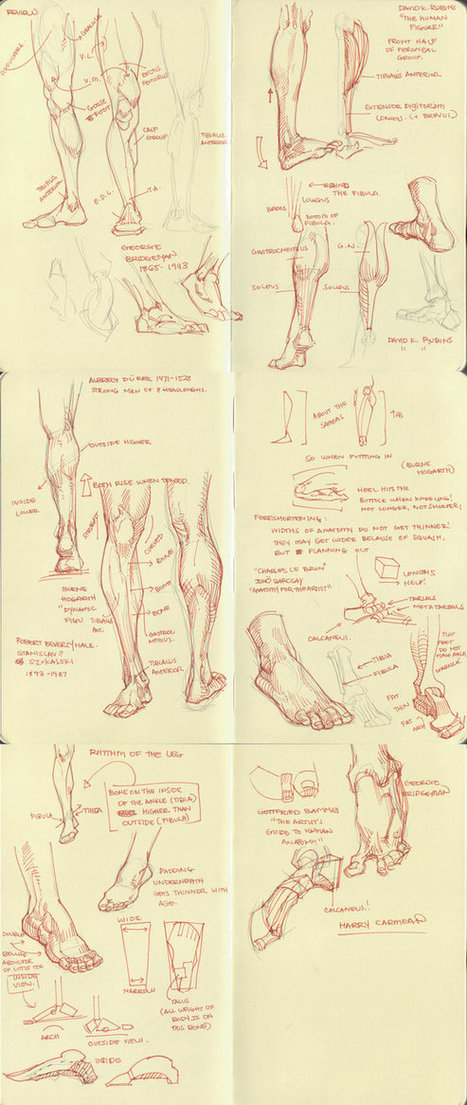 Legs and Feet Anatomy Reference Guide | Drawing References and Resources | Scoop.it