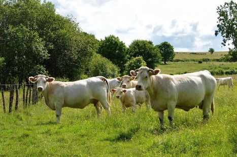 Climat: réduire les gaz à effet de serre des élevages bovins, c'est possible | Actualité Bétail | Scoop.it