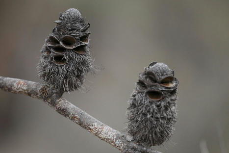 Fire Warning System Inspired by Seed Pods and Tree Bark — Innovation — AskNature | Biognosis | Scoop.it