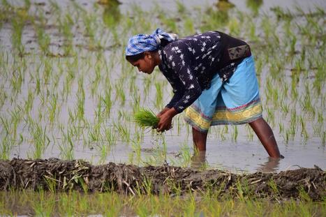 ASIA: Philippines wants to boost rice cooperation with Vietnam to ensure food security | ASIES | Scoop.it