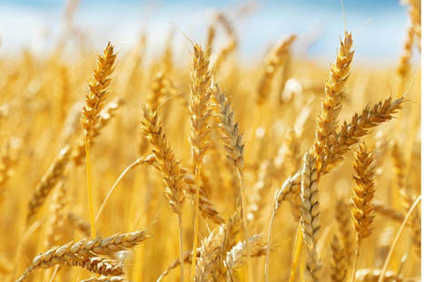 Morocco importing 200,000 tonnes of Russian wheat | World Grain | MED-Amin network | Scoop.it