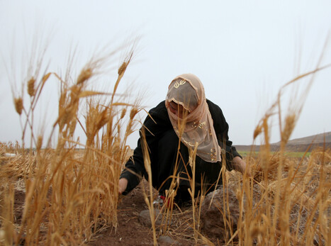 Climate Change, Conflict, and Gender Inequality in the MENA Region | MED-Amin network | Scoop.it