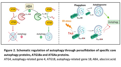 Hydrogen sulfide action in the regulation of pl...