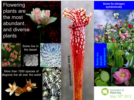 Angiosperm mural for Fascination of Plants Day | Plant Biology Teaching Resources (Higher Education) | Scoop.it