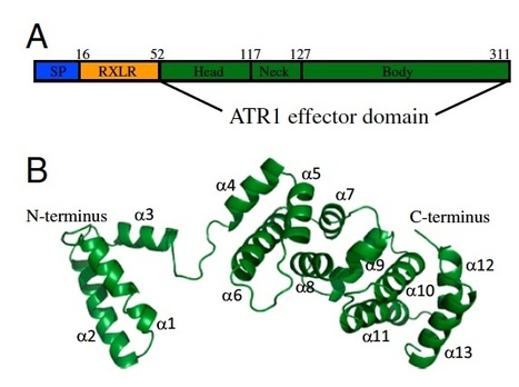 PNAS: Hyaloperonospora arabidopsidis ATR1 effector is a repeat protein with distributed recognition surfaces | Plants and Microbes | Scoop.it