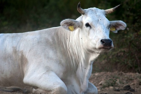 Coldiretti Veneto: Metbull progetto per carne italiana 100% | Confraternita di Santa Maria della Quercia dei Macellai di Roma | Scoop.it