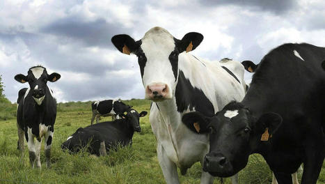 Covid-19. Aide aux éleveurs de bovins allaitants : le délai de dépôt de dossier est prolongé | Actualité Bétail | Scoop.it