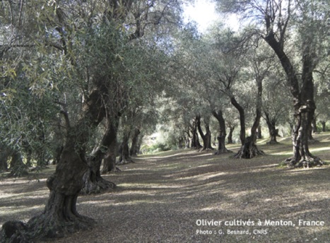 L’olivier, modèle de domestication pour les plantes pérennes cultivées dans le bassin méditerranéen | Life Sciences Université Paris-Saclay | Scoop.it