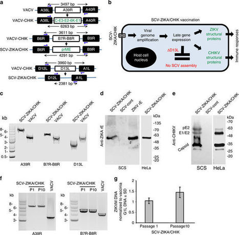 A vaccinia-based single vector construct multi-pathogen vaccine protects against both Zika and chikungunya viruses | Virology News | Scoop.it