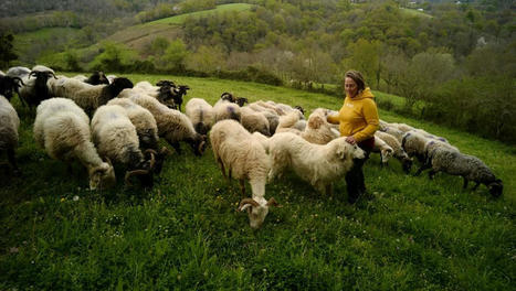 REPORTAGE. Sans l'ours, "les bergers auraient disparu" : dans les Pyrénées occidentales, toujours des divisions | Vallées d'Aure & Louron - Pyrénées | Scoop.it