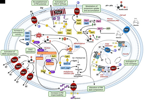 The role of ion homeostasis in adaptation and tolerance to acetic acid stress in yeasts | iBB | Scoop.it