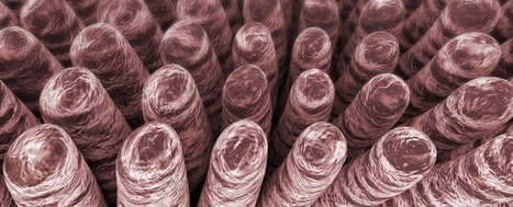 New Batteries That Mimic the Human Intestine Could Store 5 Times More Energy | Biognosis | Scoop.it