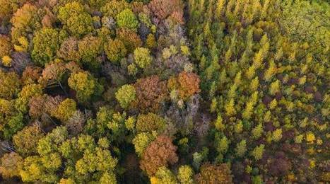 Nord : Une mini-forêt urbaine va être plantée au sein d’une école de Wasquehal | Vers la transition des territoires ! | Scoop.it