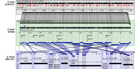 Genome Sequence of the Highly Weak-acid-tolerant Zygosaccharomyces bailii IST302 | iBB | Scoop.it