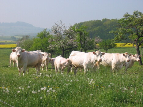 Bovins viande – Léger mieux dans les Charolaises | Actualité Bétail | Scoop.it