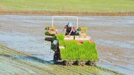 VIETNAM: Greening Viet Nam's rice bowl: A Mekong Delta success story | ASIES | Scoop.it