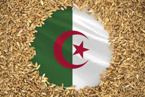 Algeria’s wheat production expected to hold steady | World Grain | MED-Amin network | Scoop.it