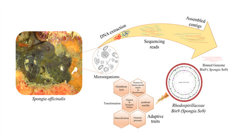 Metagenomic Binning Illuminates the Evolution of Unculturable, Symbiotic Bacteria | iBB | Scoop.it