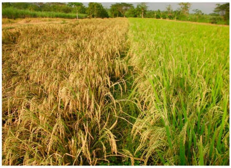 INDONESIA: Utilizing the Genetic Potentials of Traditional Rice Varieties and Conserving Rice Biodiversity with System of Rice Intensification Management | SRI Global News: February - April 2024 **sririce -- System of Rice Intensification | Scoop.it