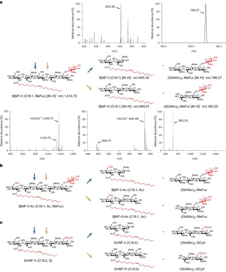 A soybean cyst nematode suppresses microbial plant symbionts using a lipochitooligosaccharide-hydrolysing enzyme | Plant-Microbe Symbiosis | Scoop.it