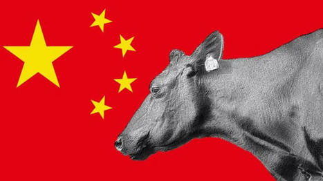 Les importations chinoises de viande bovine atteignent un niveau record | Actualité Bétail | Scoop.it