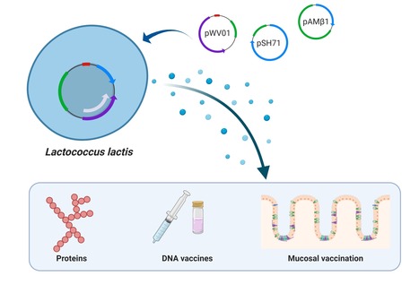 Plasmid Replicons for the Production of Biopharmaceuticals by Lactococcus lactis Cell Factories | iBB | Scoop.it