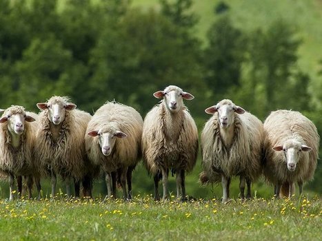 Allevatori senesi, serve un piano di rilancio del settore ovino: vertice Coldiretti  | Confraternita di Santa Maria della Quercia dei Macellai di Roma | Scoop.it