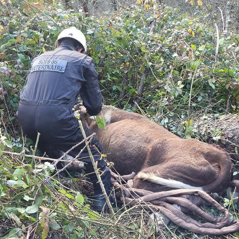 Les pompiers sauvent la vache Myrtille prise au piège d'un roncier | Vallées d'Aure & Louron - Pyrénées | Scoop.it