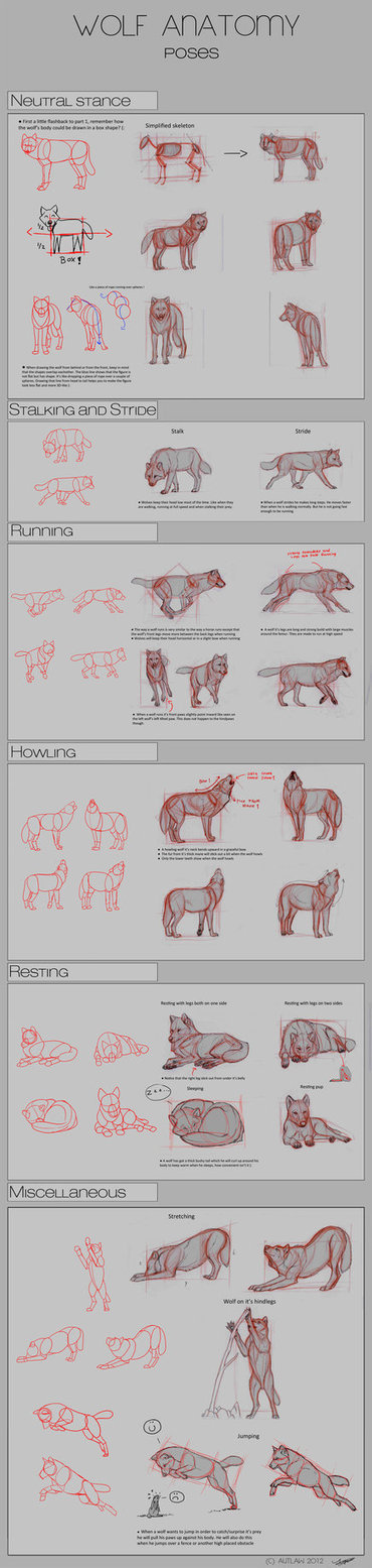 Wolf Anatomy Poses Reference Guide | Drawing References and Resources | Scoop.it