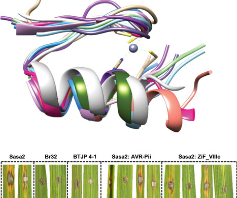 PLOS Pathogens: Zinc-finger (ZiF) fold secreted effectors form a functionally diverse family across lineages of the blast fungus Magnaporthe oryzae (2024) | Publications | Scoop.it