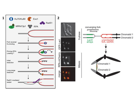 Un rôle inattendu du facteur Ku dans la résection des fourches de réplication pour aider la recombinaison homologue | Life Sciences Université Paris-Saclay | Scoop.it