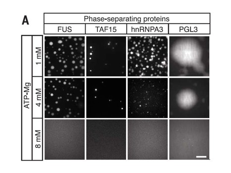 Un nouveau rôle de l'ATP : augmenter la solubilité des protéines et protéger de la formation d'agrégats | Life Sciences Université Paris-Saclay | Scoop.it