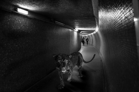 Creative Photo Series Turns the Paris Metro Into a Literal Zoo | Mobile Photography | Scoop.it