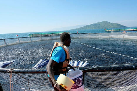 KENYA: Could maggots fed on food waste replace wild-caught fish feed? | AFRIQUES | Scoop.it