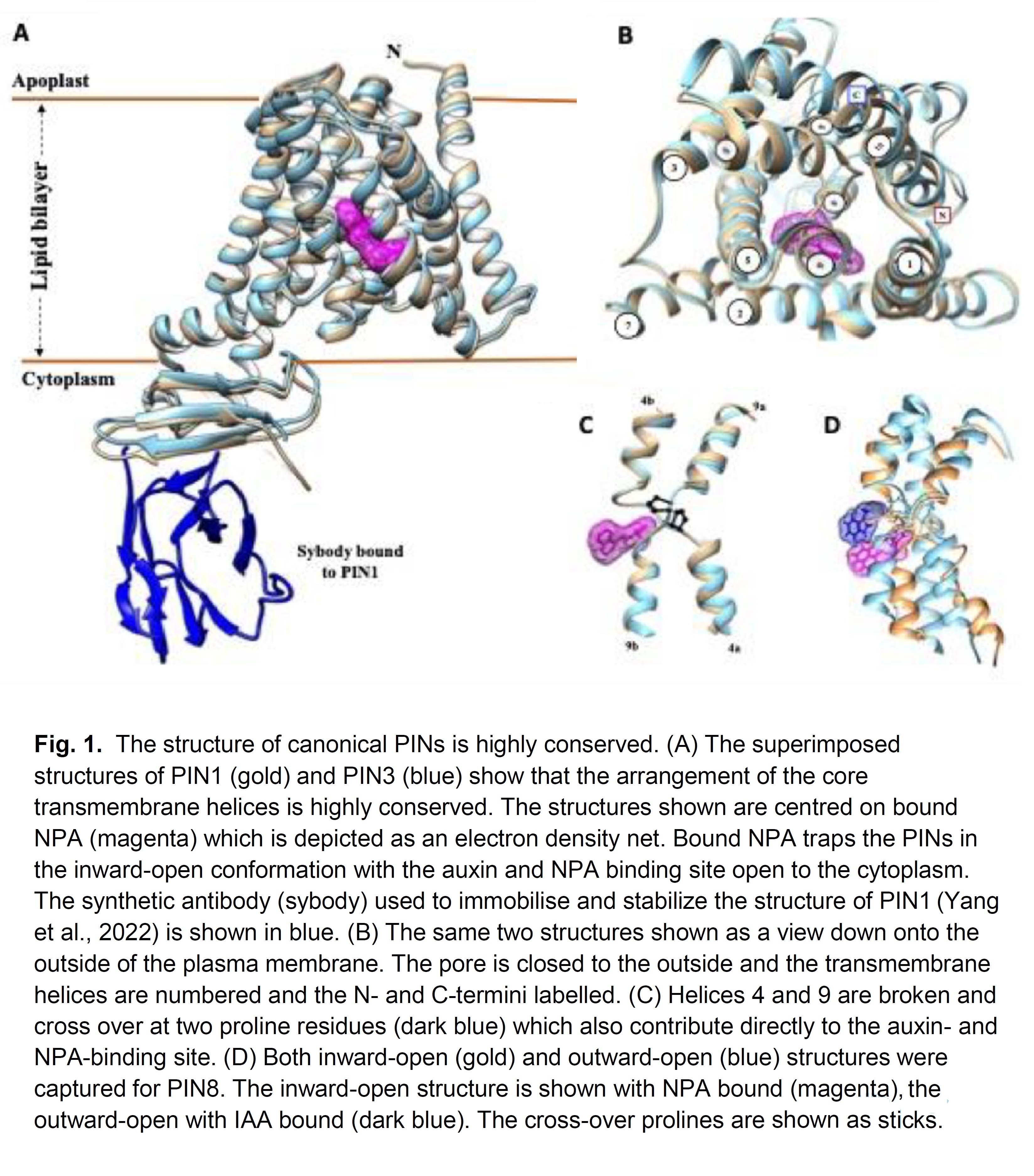 PIN structures shed light on their mechanism of...