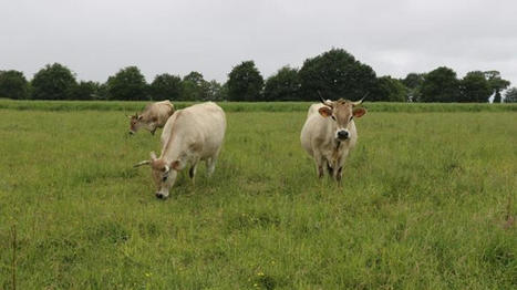 Indicateur de coût de production des gros bovins fin 2023 | Actualité Bétail | Scoop.it