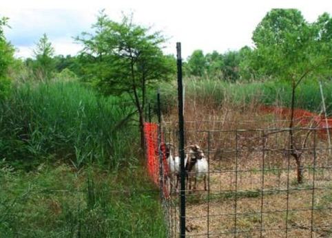 Plus efficace qu'un pesticide : une chèvre | Veille territoriale AURH | Scoop.it