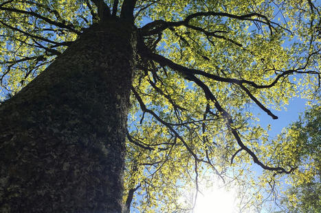 Des chênes centenaires d'une forêt des Hautes-Pyrénées pour reconstruire Notre-Dame de Paris | Vallées d'Aure & Louron - Pyrénées | Scoop.it