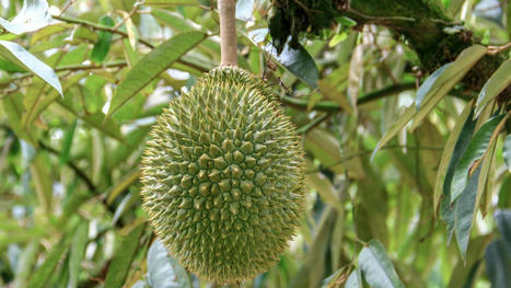 Heat Wave and Drought Threaten Eastern Thailand’s Durian Harvest - Produce Report | Agents of Behemoth | Scoop.it