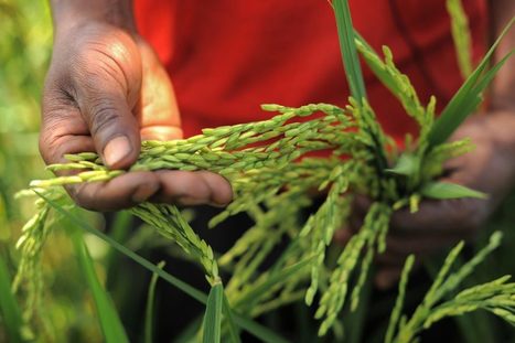 TANZANIA: The Success of Implementing a Sustainable Rice Systems Development in Tanzania | SRI Global News: February - April 2024 **sririce -- System of Rice Intensification | Scoop.it