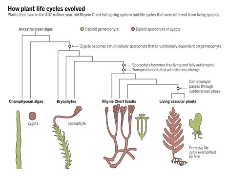 How land plant life cycles first evolved | Life Sciences Université Paris-Saclay | Scoop.it