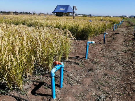 CHILE:  Rumbo a la COP28, el IICA Destaca Innovaciones de Sector Arrocero de Chile, Que Produce con Menos Agua y Emisiones, y el INIA Lleva Esa Experiencia a Filipinas | SRI Global News: February - April 2024 **sririce -- System of Rice Intensification | Scoop.it